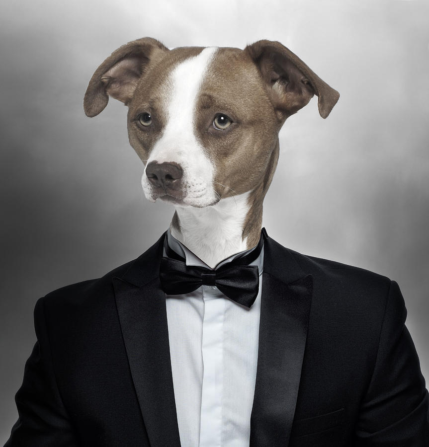 American Pitbull Terrier Dog In Tuxedo Surreal Digital Art