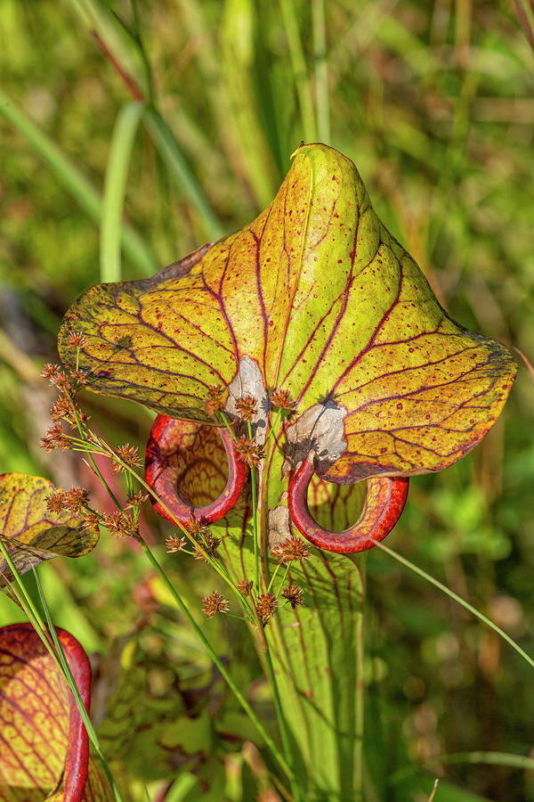 American Pitcher Plant Photograph by Cate Franklyn