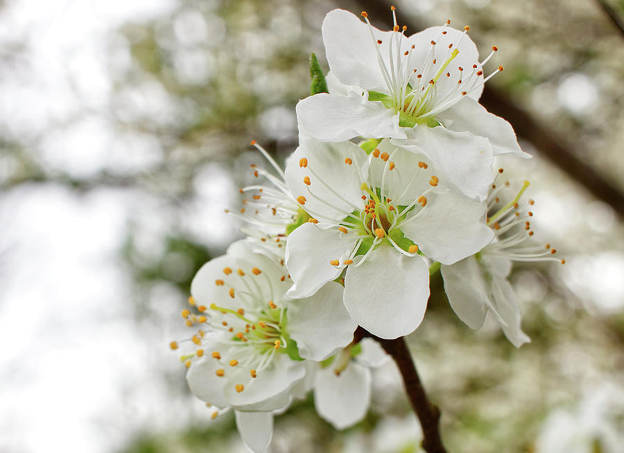 American Plum Tree Blossom Photograph by Lizzy Douglas Pixels