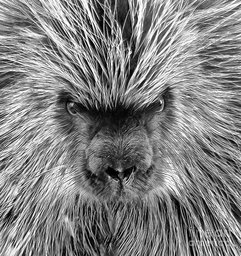 American Porcupine Photograph by Patrick Nowotny
