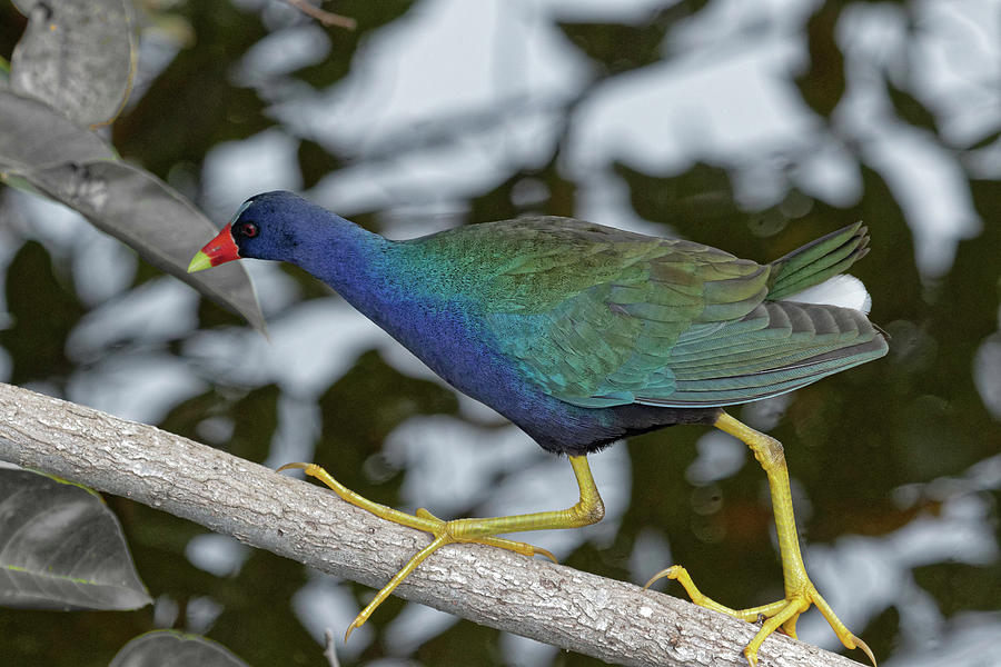 American Purple Gallinule Photograph by Darrell Gregg - Fine Art America