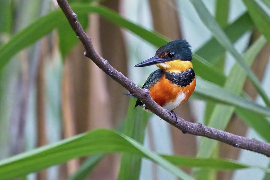 American Pygmy Kingfisher Photograph by Tony Mills
