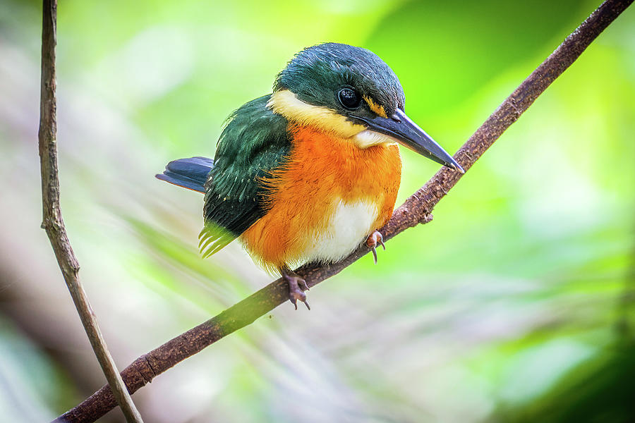 American Pygmy Kingfisher Wisirare Orocue Casanare Colombia Photograph by Adam Rainoff