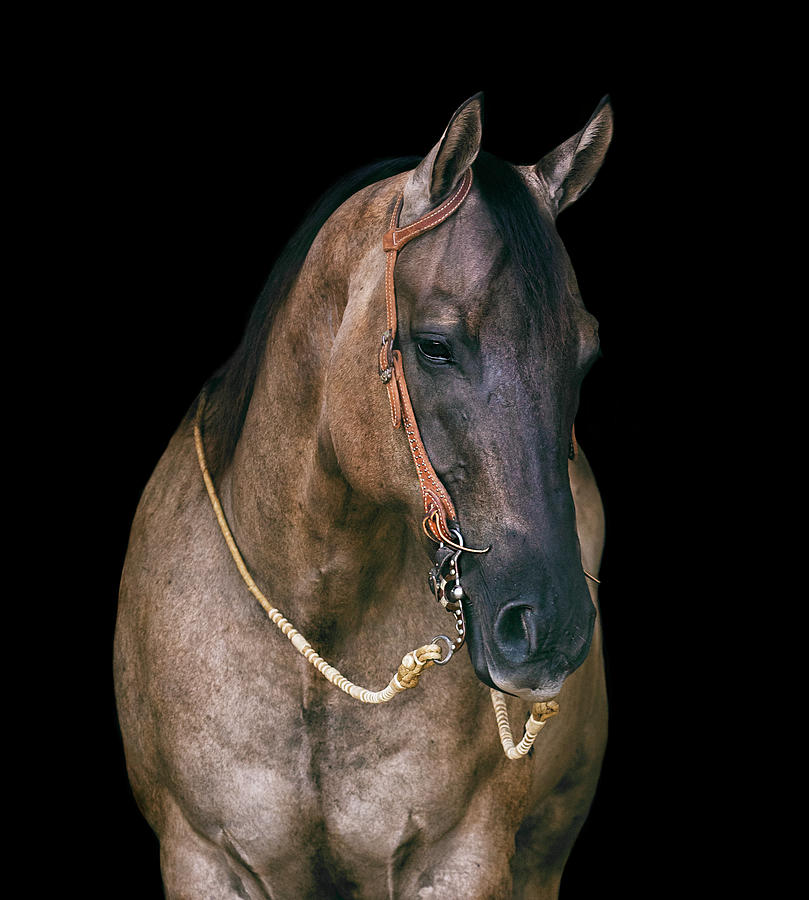 American Quarter Horse Photograph by Amber Kresge