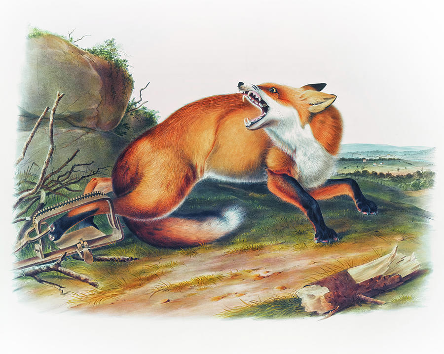 John James Audubon Drawing - American Red-Fox by John Woodhouse Audubon