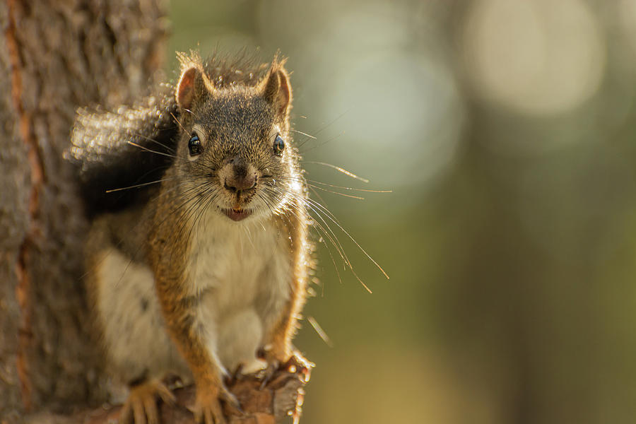 American Red Squirrel Photograph