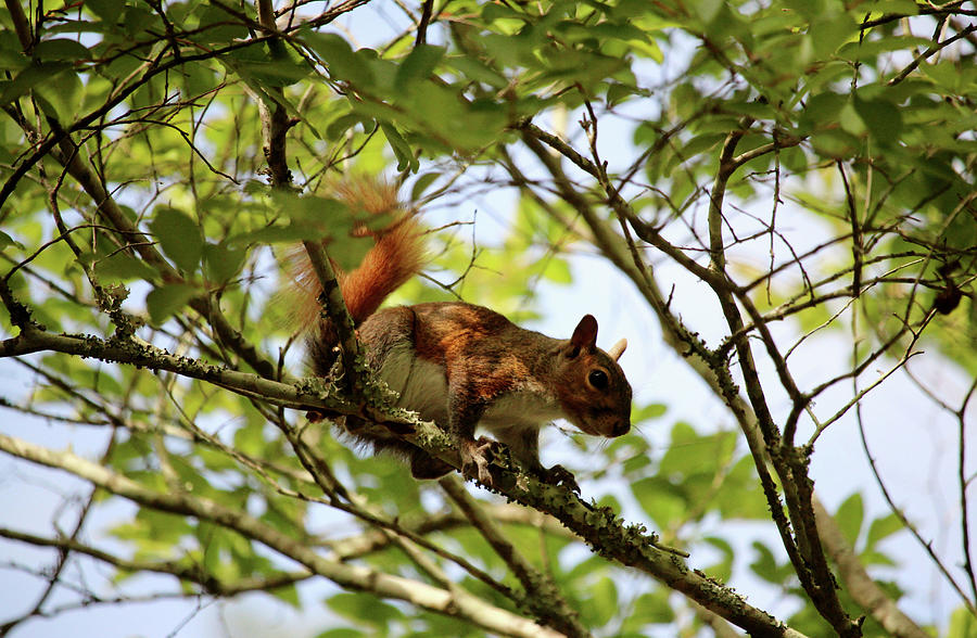 American Red Squirrel  Photograph by Cynthia Guinn