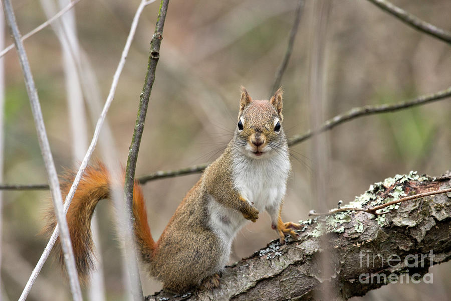 American Red Squirrel Photograph by Jeannette Hunt