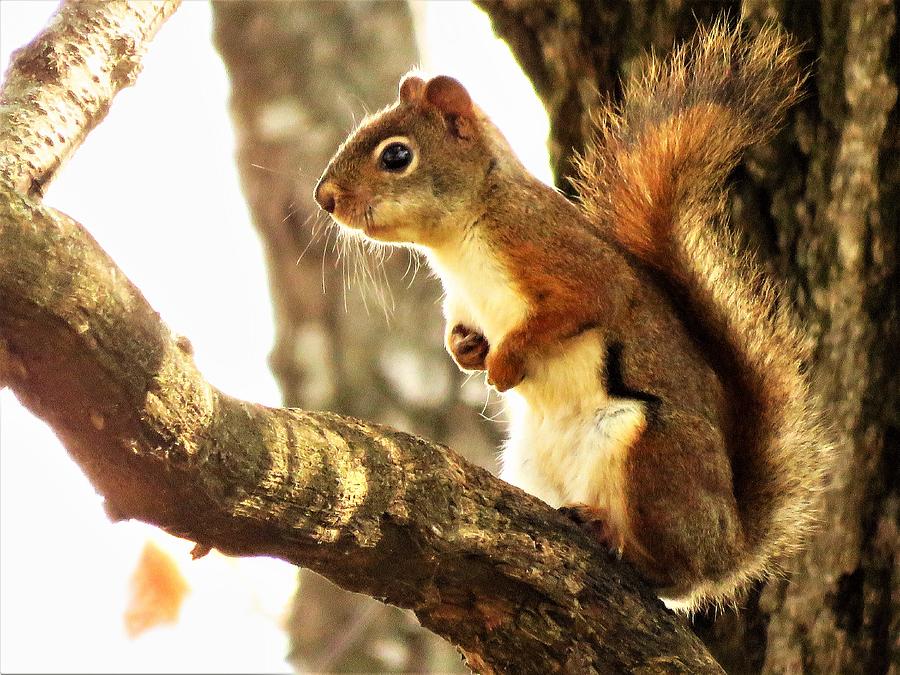 American Red Squirrel  Photograph by Lori Frisch