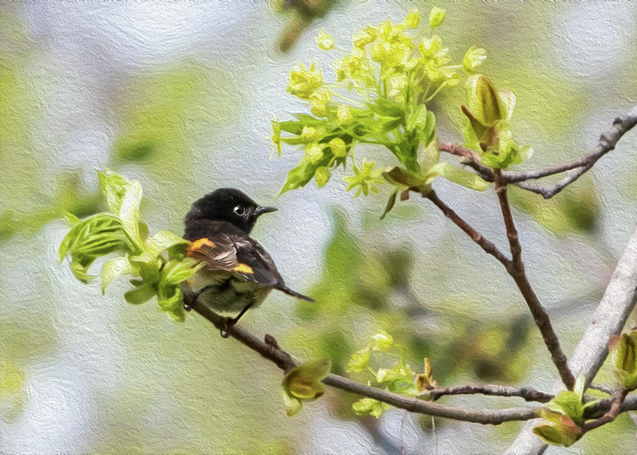 American Redstart 1 of 3 Photograph by Patti Deters