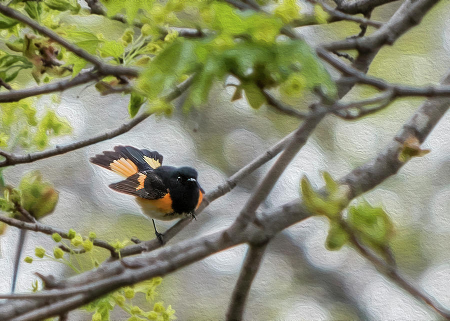 American Redstart 2 of 3 Photograph by Patti Deters