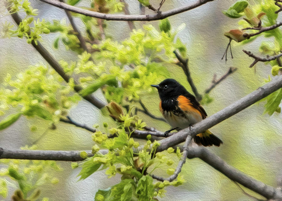 American Redstart 3 of 3 Photograph by Patti Deters