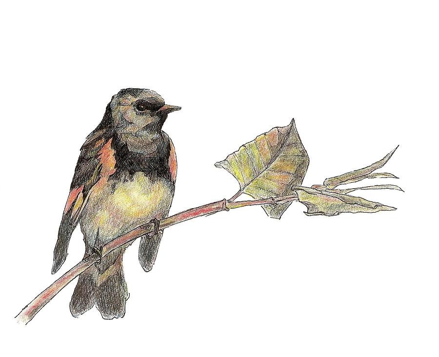 American Redstart Drawing by Abby McBride