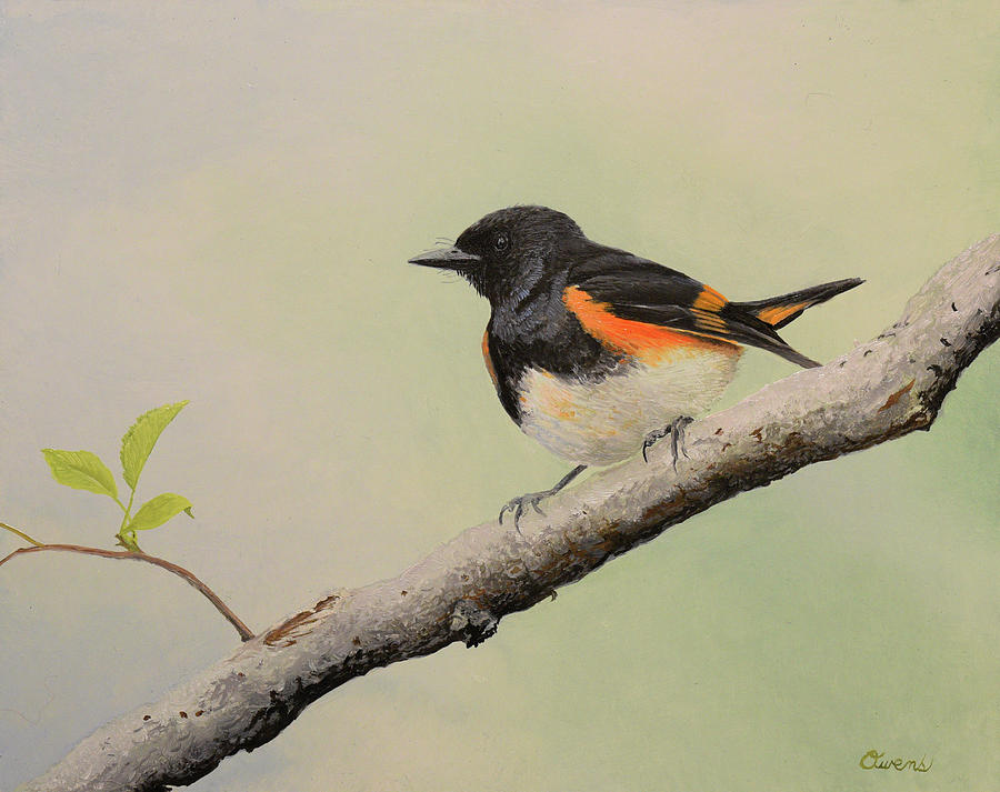 American Redstart Painting by Charles Owens