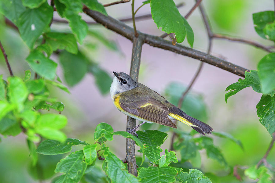 American Redstart Photograph by Dale Kincaid