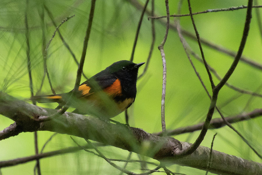 American Redstart with Spring Forest Bokeh Photograph by Cascade Colors