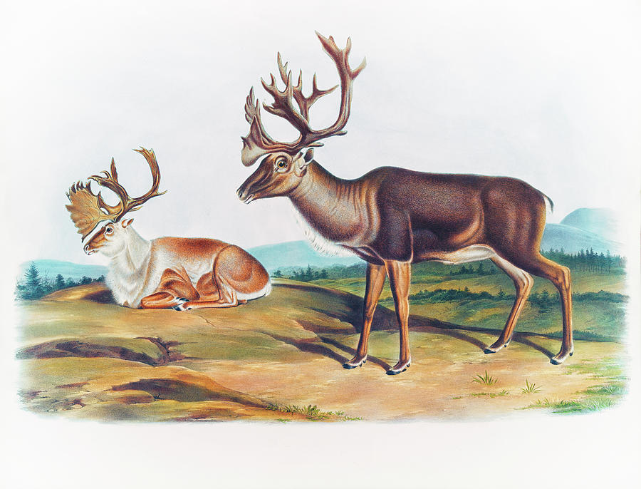 John James Audubon Drawing - American Rein Deer by John Woodhouse Audubon