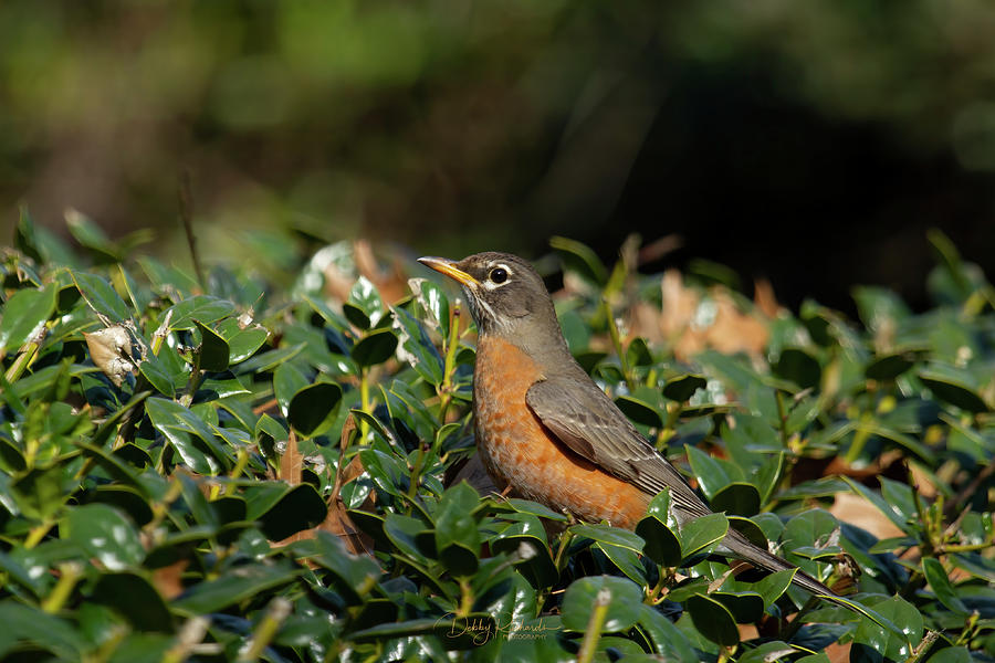 American Robin 1 Photograph by Debby Richards