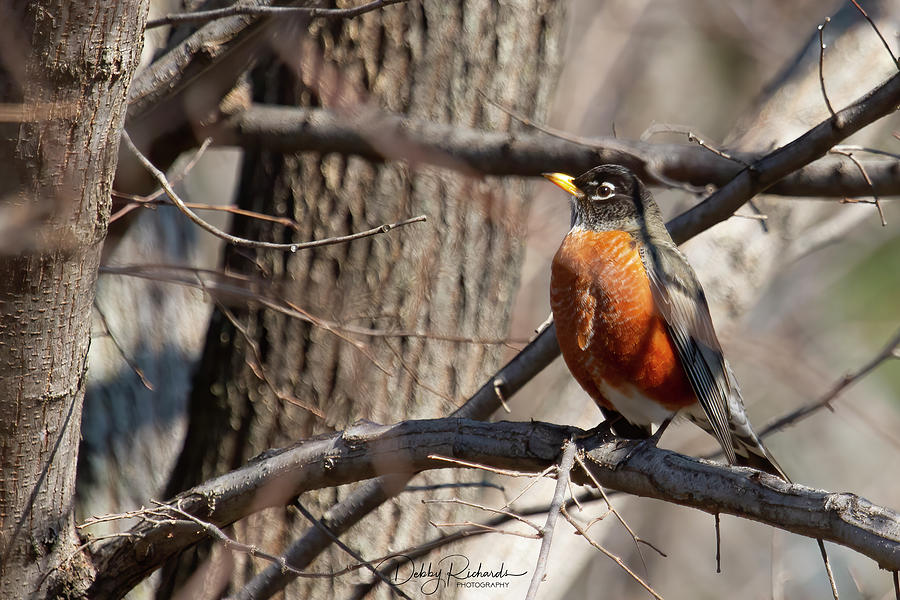 American Robin 2 Photograph by Debby Richards