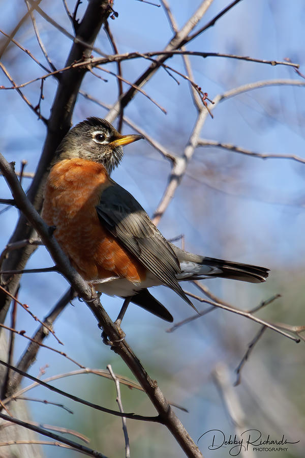American Robin 3 Photograph by Debby Richards