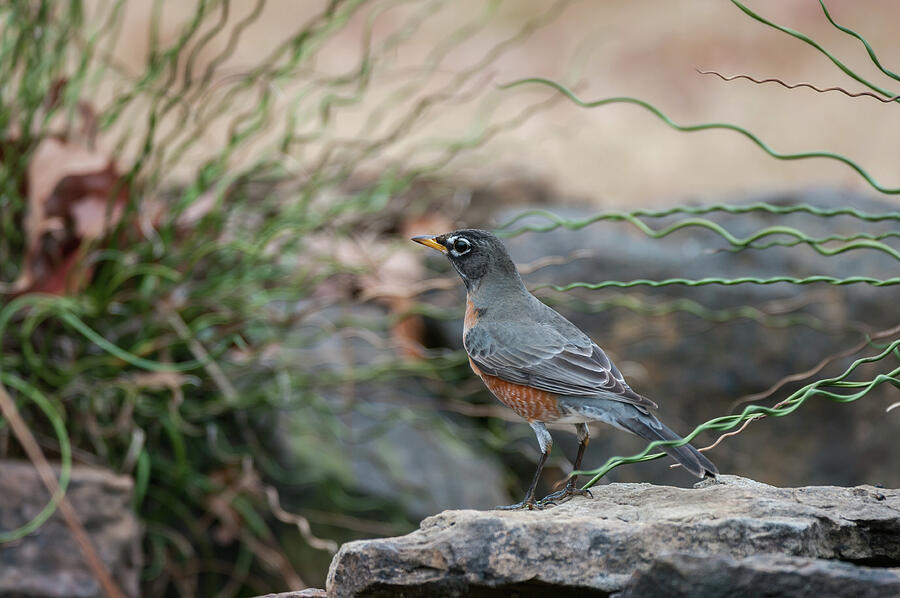 American Robin - 8212 Photograph by Jerry Owens