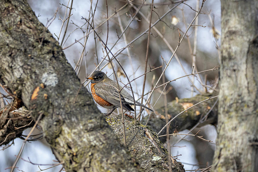 Bird Photograph - American Robin  by Alec Klobuchar