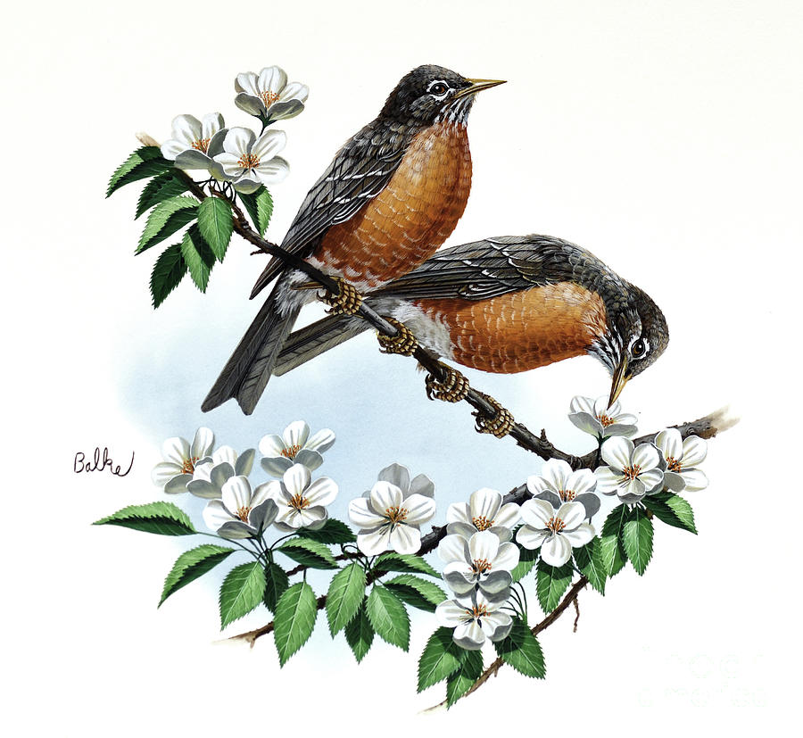 American Robin and Apple Blossom Painting by Don Balke