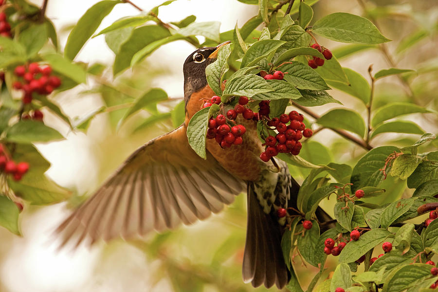 American Robin and Berries Photograph by Peggy Collins