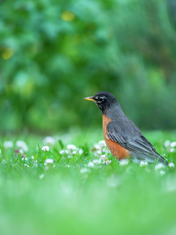 American Robin and June Clover Blossoms 5 Photograph by Rachel Morrison American Robin and June Clover Blossoms 5 Photograph by Rachel Morrison
