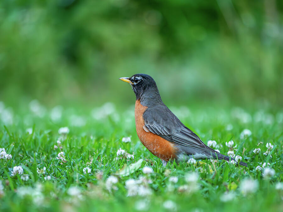 American Robin and June Clover Blossoms 6 Photograph by Rachel Morrison American Robin and June Clover Blossoms 6 Photograph by Rachel Morrison