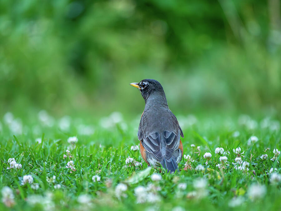 American Robin and June Clover Blossoms 7 Photograph by Rachel Morrison American Robin and June Clover Blossoms 7 Photograph by Rachel Morrison