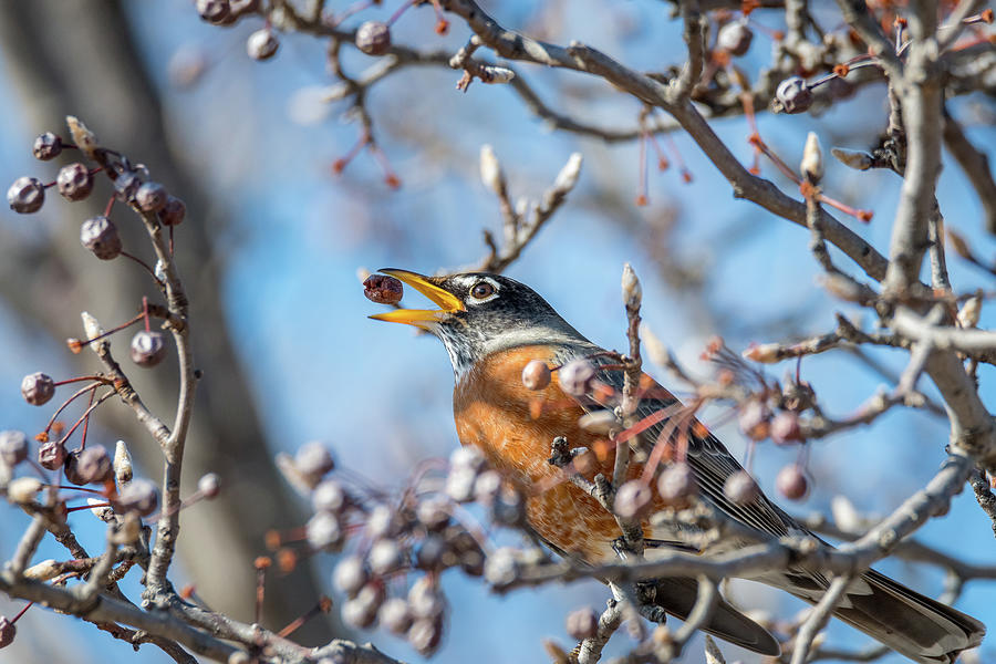 American Robin Berry Tossing Photograph