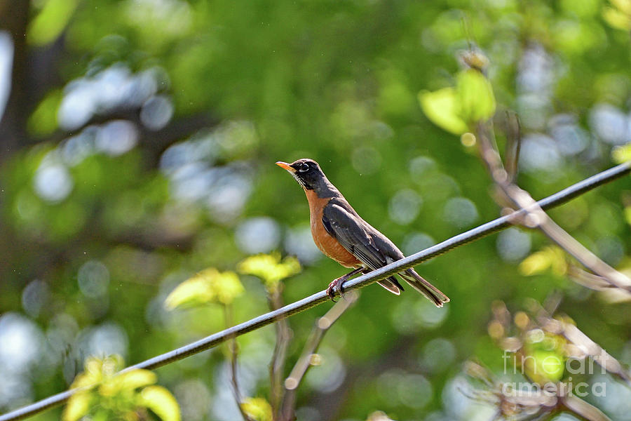 American Robin Photograph by Amazing Action Photo Video