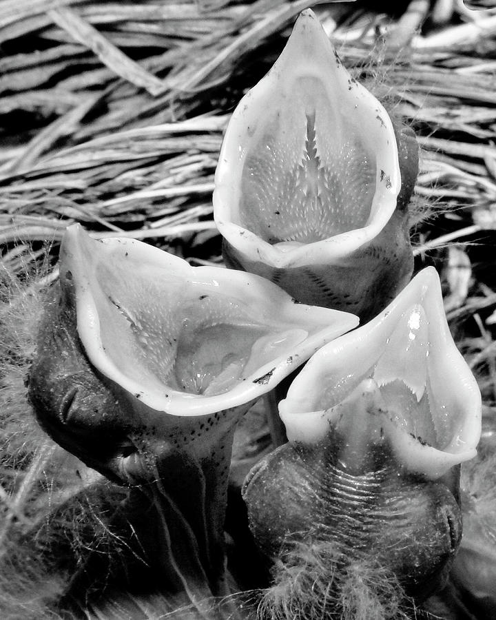 American Robin Chicks BW Photograph by Susan Candelario