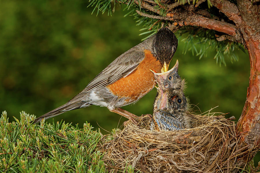 American Robin Feeding Time Photograph