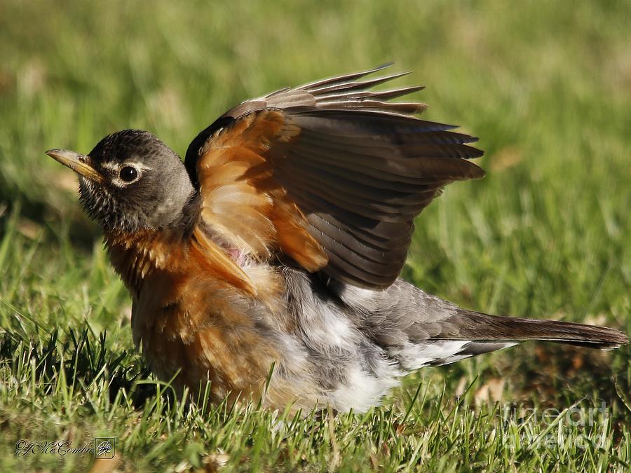 American Robin Grooming Photograph by J McCombie