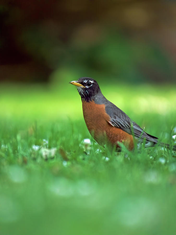 American Robin in a Spring Field Photograph by Rachel Morrison