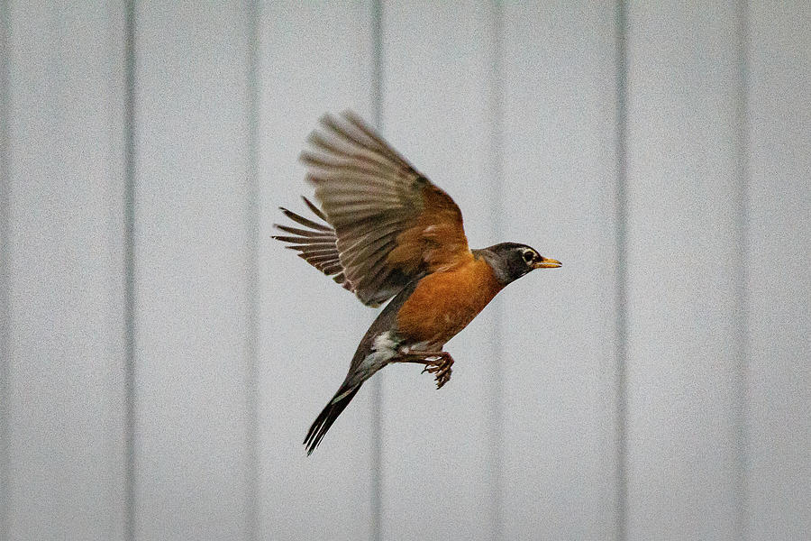 American Robin in flight Photograph by SAURAVphoto Online Store