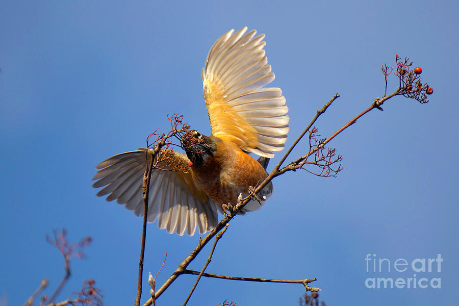 American Robin in Winter Photograph by Charline Xia