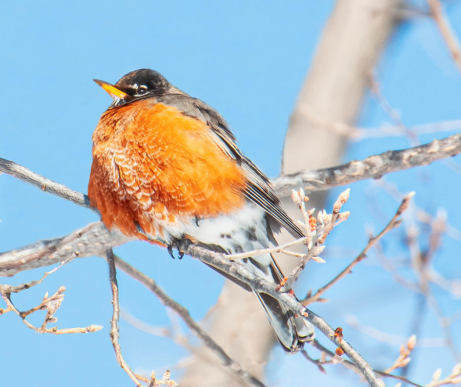 American Robin in Winter Photograph by Terry Walsh
