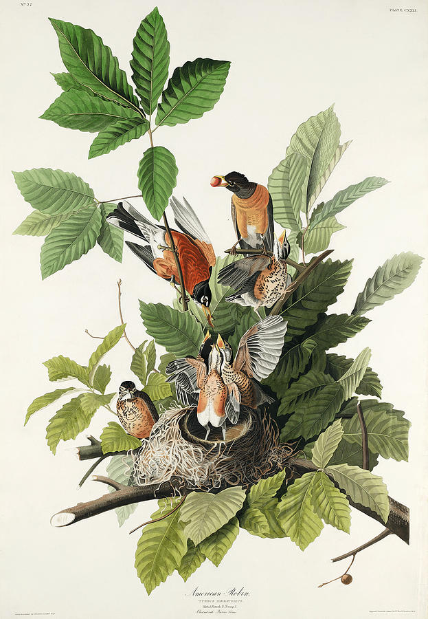 American Robin. John James Audubon Painting by World Art Collective