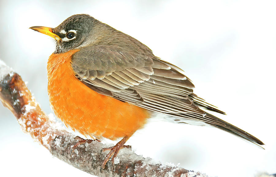 American Robin, Male in Winter, Animal Portrait Photograph by A Macarthur Gurmankin