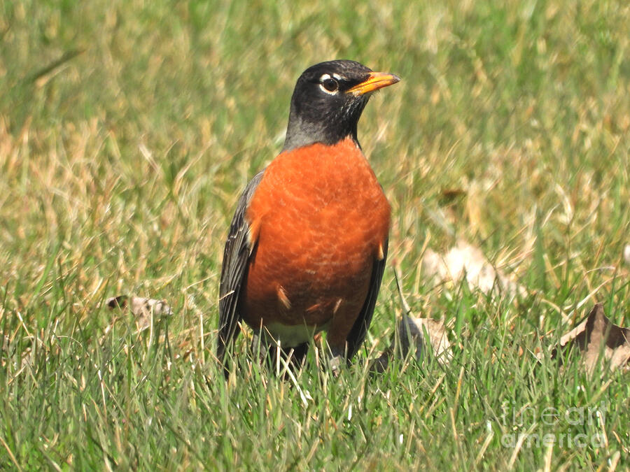 American Robin March 13, 2024 Photograph by Sheila Lee