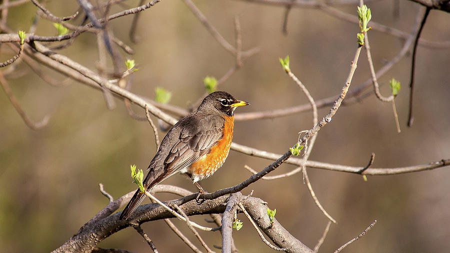 American Robin Photograph by Monte Stevens