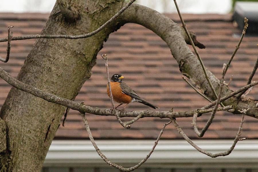 American Robin on a branch Photograph by SAURAVphoto Online Store