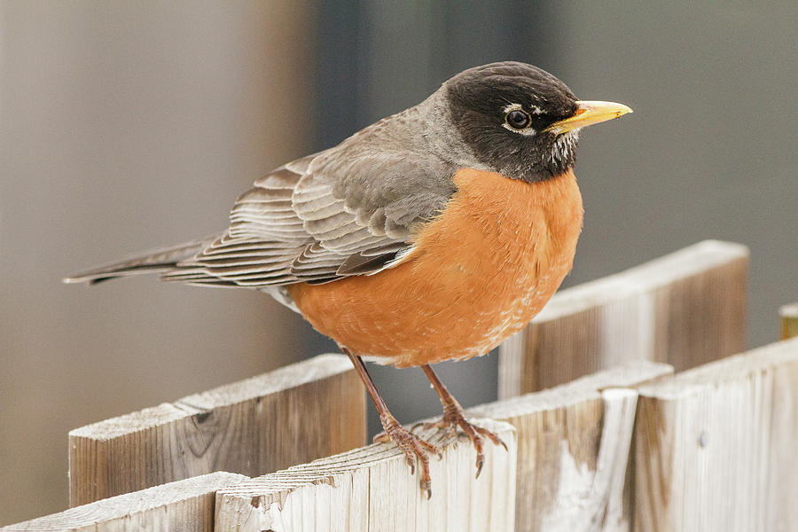 American Robin on a fence Photograph by SAURAVphoto Online Store