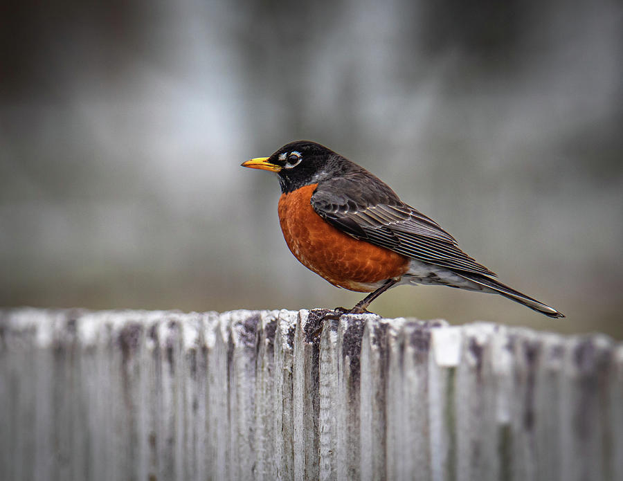 American Robin on a White Picket Fence Photograph by Rachel Morrison