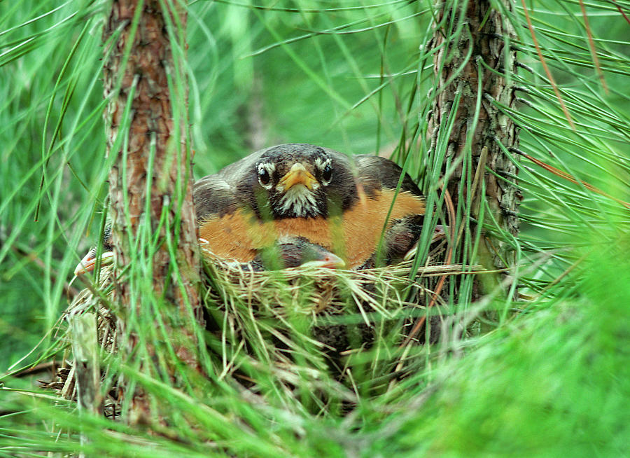 Robin Photograph - American Robin on Nest with Young by Tim Fitzharris