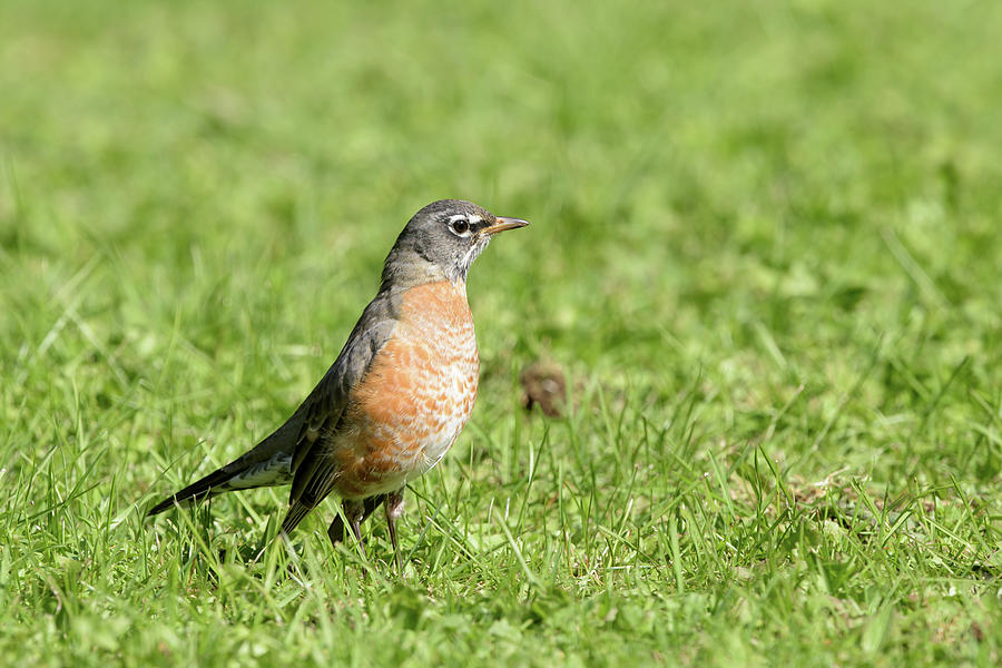 American Robin on the lawn Photograph by Jan Luit