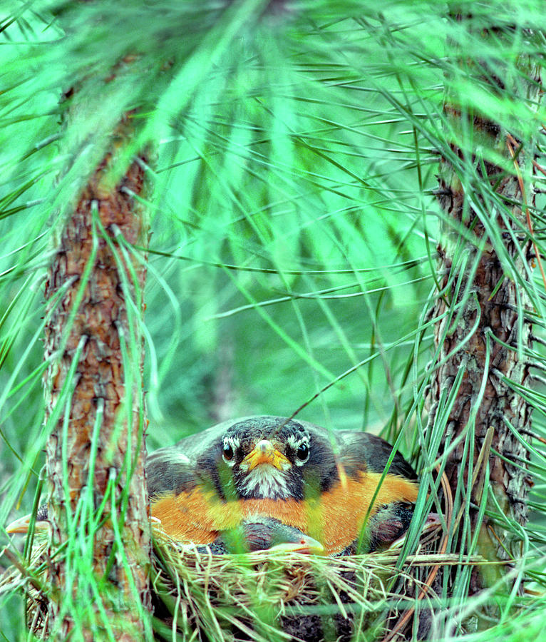 Robin Photograph - American Robin on the Nest by Tim Fitzharris
